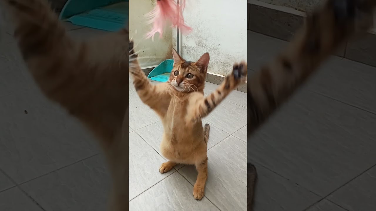 Time Machine Cats !!!! Longest Daily Cats Story , SHORTS