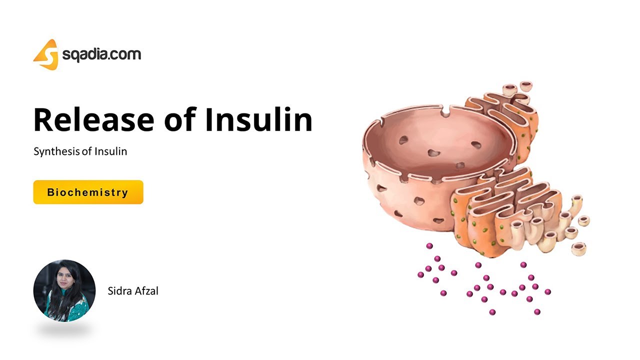 Synthesis of Insulin | Release of Insulin | Biochemistry Lectures | V-Learning&trade; | sqadia.com