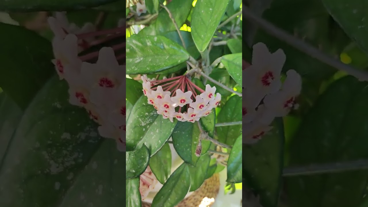 Hoja zakwitła wcześniej 🌺@annawronowska.waw11
