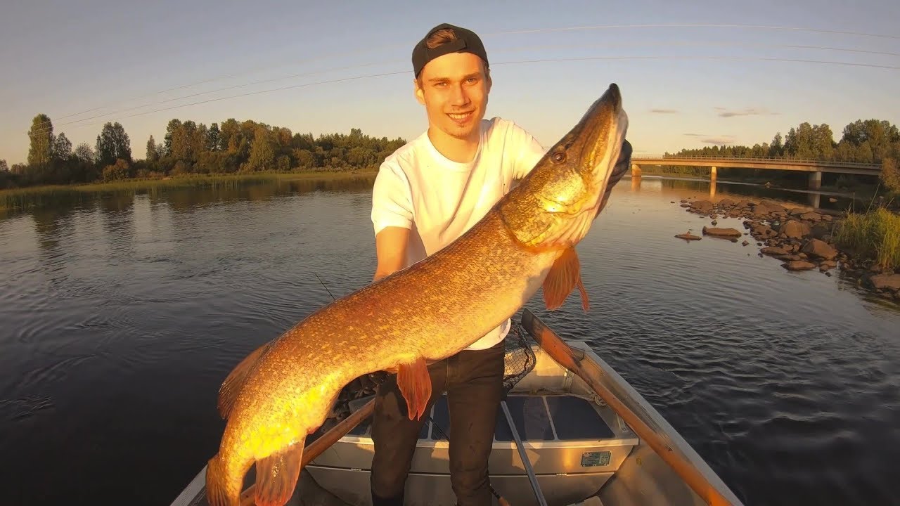 *MONSTERG&Auml;DDA* hugger precis vid b&aring;ten!! Legendariskt g&auml;ddfiske i Norrland