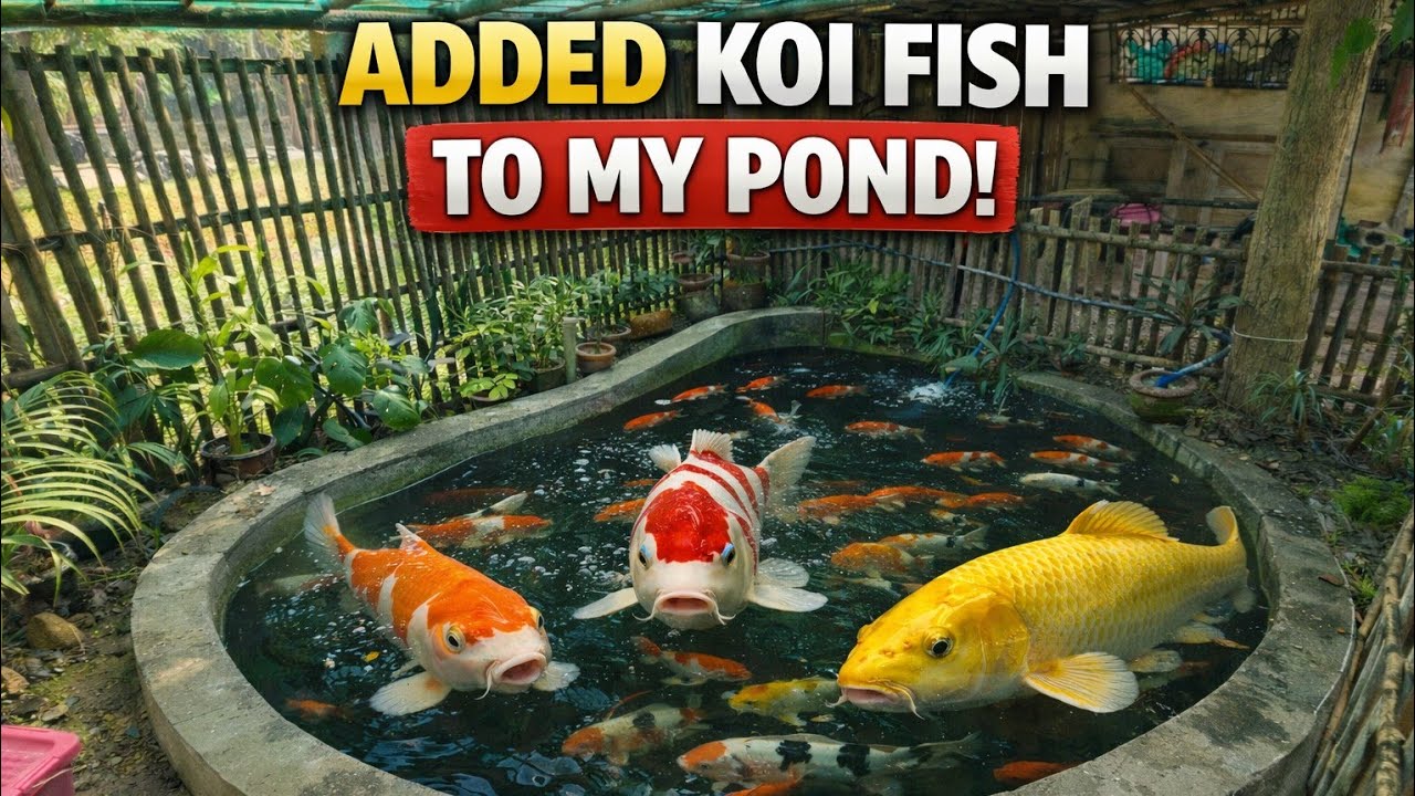  50+ Premium Japanese Koi Fish  | Dream Pond Looks Like Japan | Giveaway Winner Revealed 🎉
