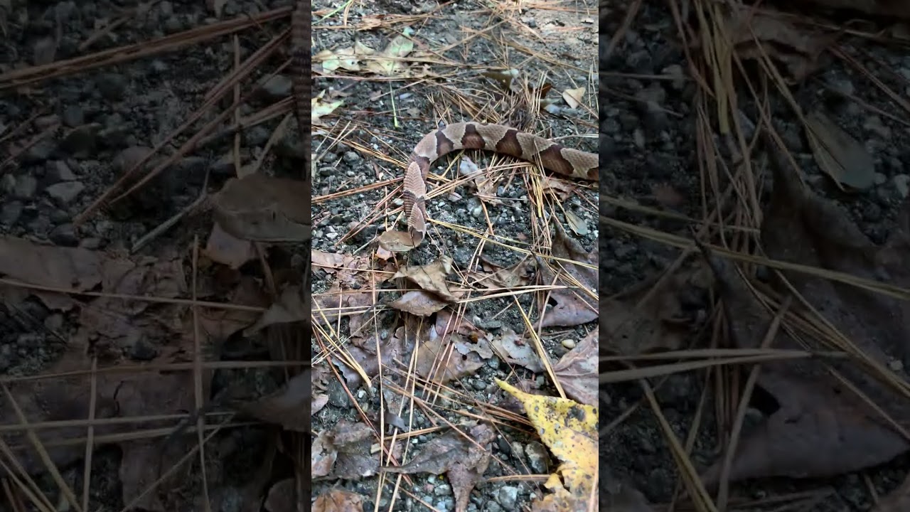 Copperhead found on trail 