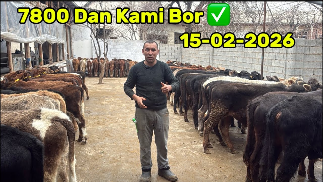 ✅Mana Siz izlagan Buqa va Hunojinlar arzonchi Sardor Akadan💥