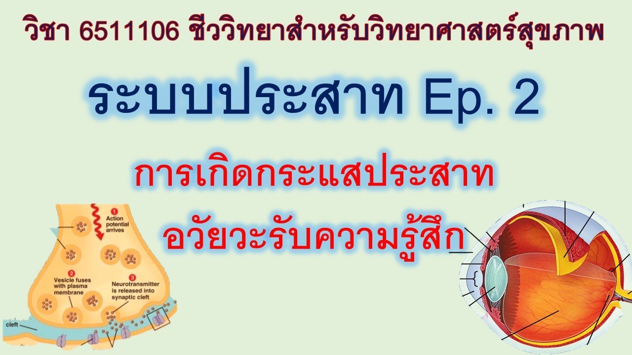 ระบบประสาทและอวัยวะรับความรู้สึก ตอนที่ 2 กลไกการเกิดกระแสประสาท อวัยวะรับความรู้สึก