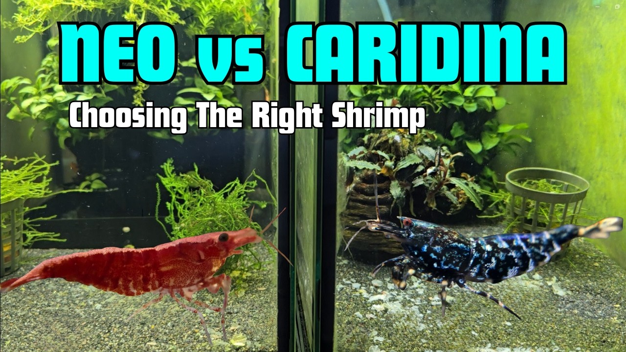 Neocaridina vs Caridina | Which Shrimp Should YOU Choose?