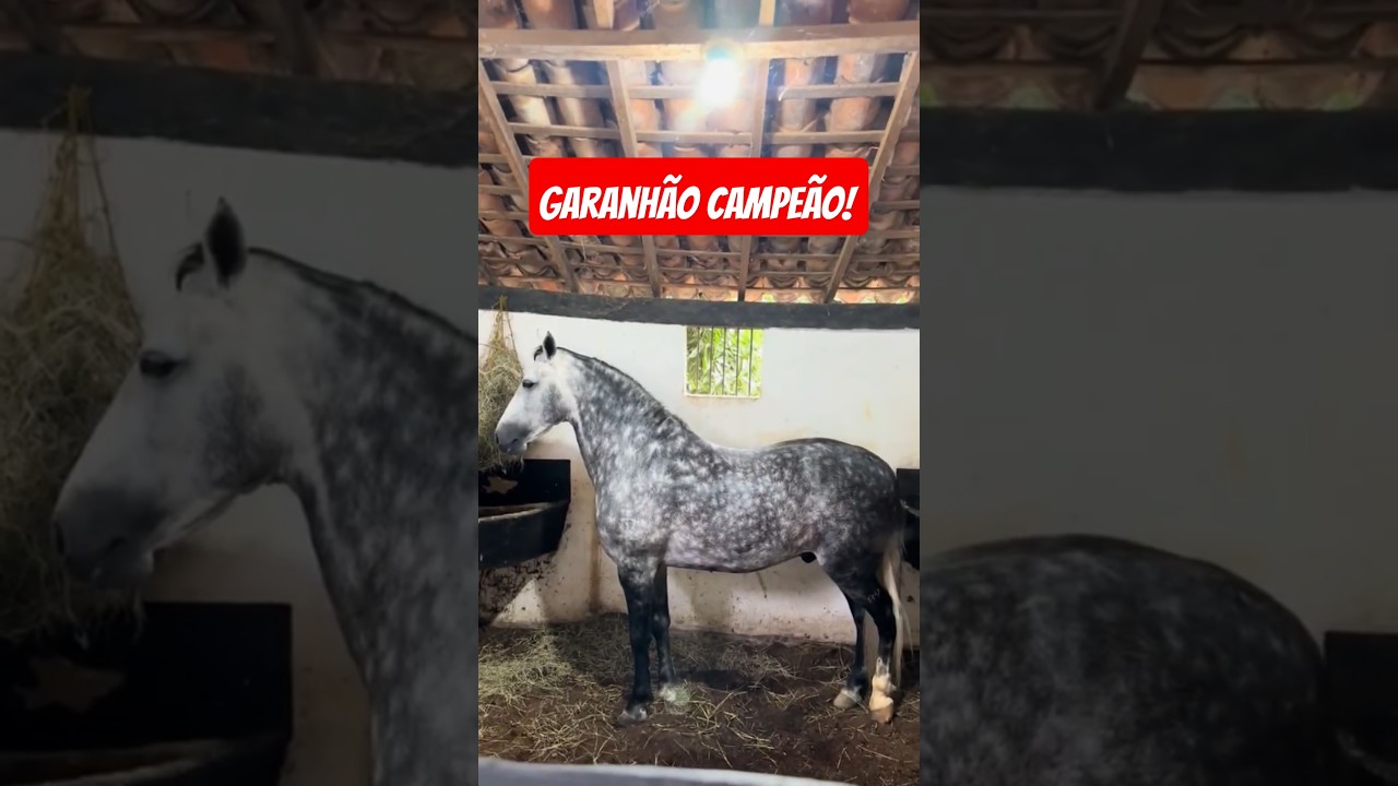 Garanh&atilde;o mangalarga campe&atilde;o, do grupo catireiros da marcha que cavalo lindo e bem cuidado!👏👏🥰🐎❤️😍🫶🏇