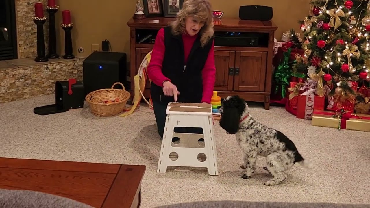 Keiki's AKC Elite Performer Tricks - final title in AKC Tricks