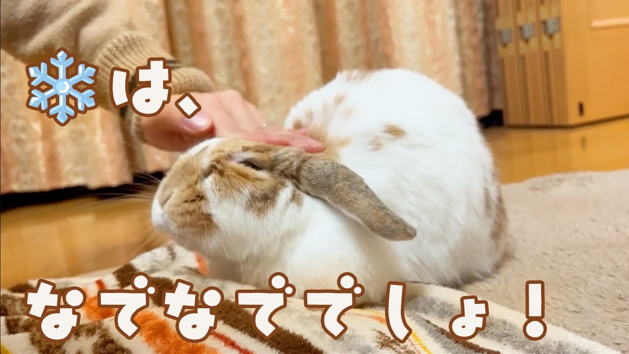なでなで大好き！寒い季節にくっついてきてなでられちゃううさぎさん♩【垂れ耳うさぎのまったりチャンネル】