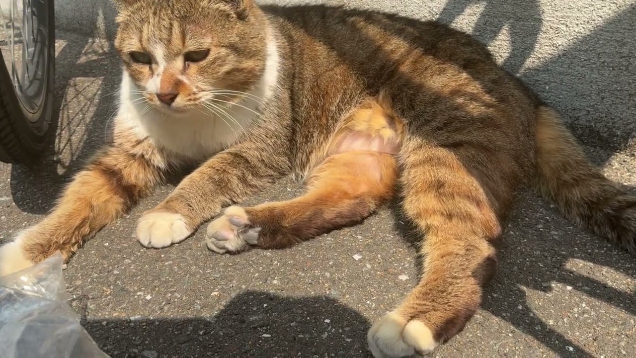 【博多ｰ住吉猫さん】　横になって休憩してます　キジ白猫さん