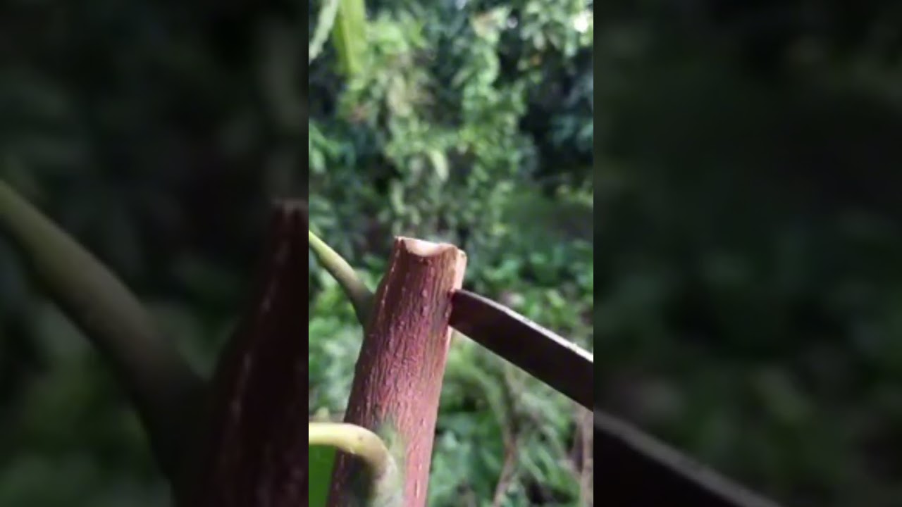 Plant grafting and tree care techniques 