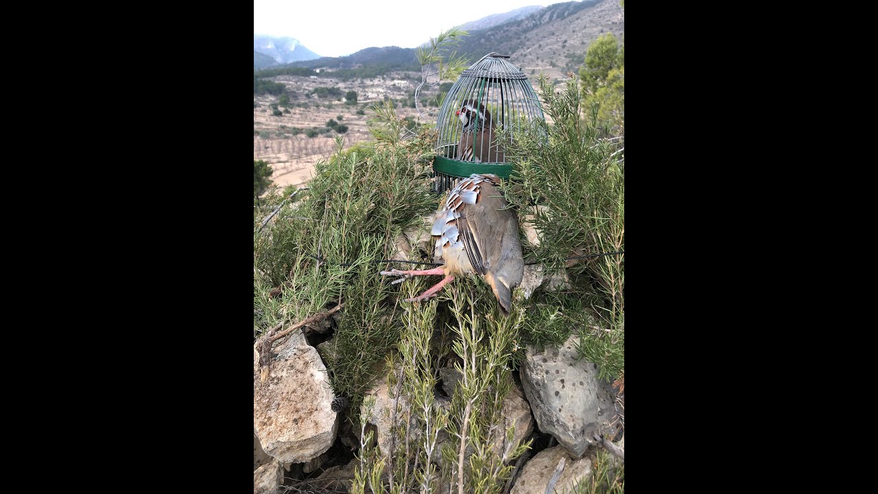 La caza de la perdiz con reclamo puesto de mañana 6 de febrero
