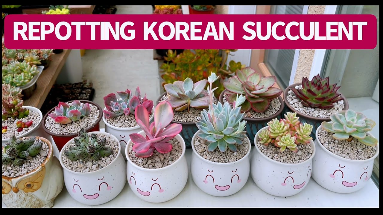 #458 REPOT BEAUTIFUL KOREAN SUCCULENT | CHUYỂN CHẬU CHO SEN HÀN TUYỆT ĐẸP| 다육식물 | 多肉植物 | Suculentas