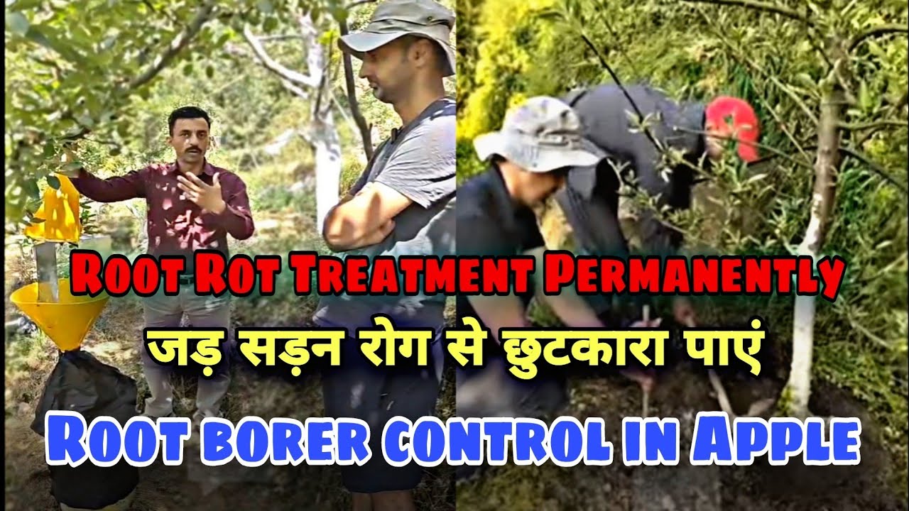 Root Rot,Root Borer,जड़ सड़न रोग का इलाज,सेब के बगीचे में जड़ सड़न रोग का इलाज कैसे करें?