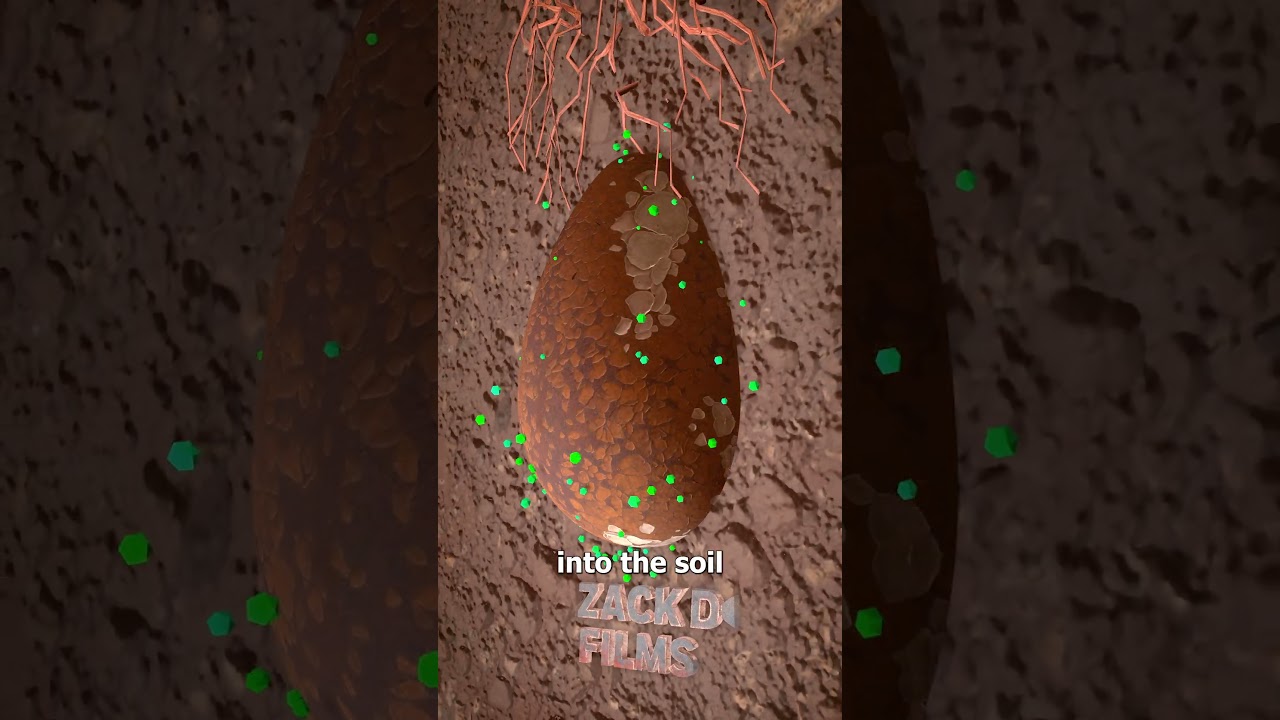 How Tree Pod Burials Work 🤔