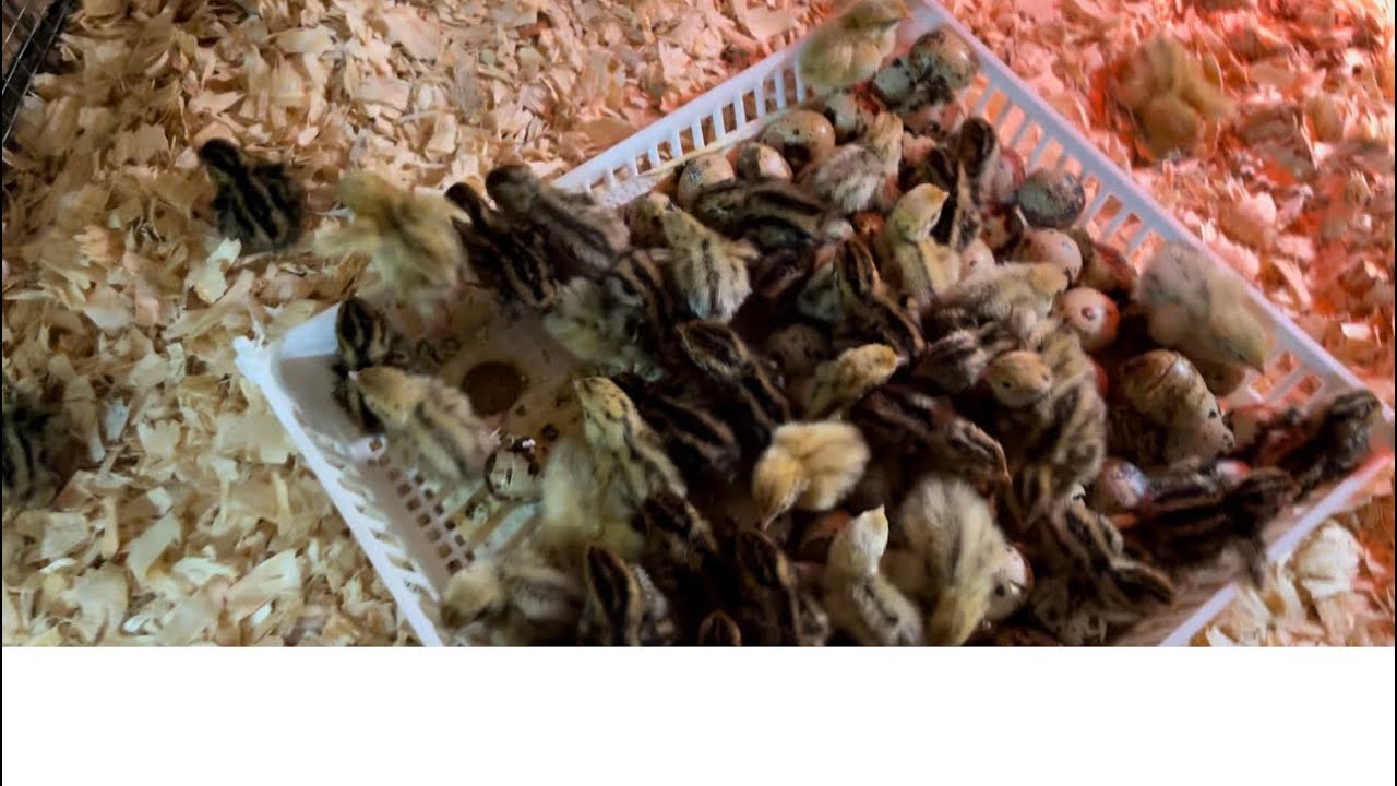 Nacimiento de las codornices parte 1