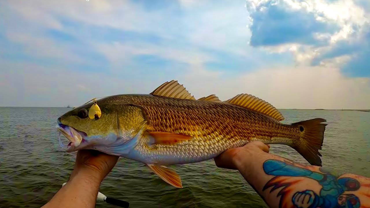 Non stop Redfish action!! (Got some good one&rsquo;s!)