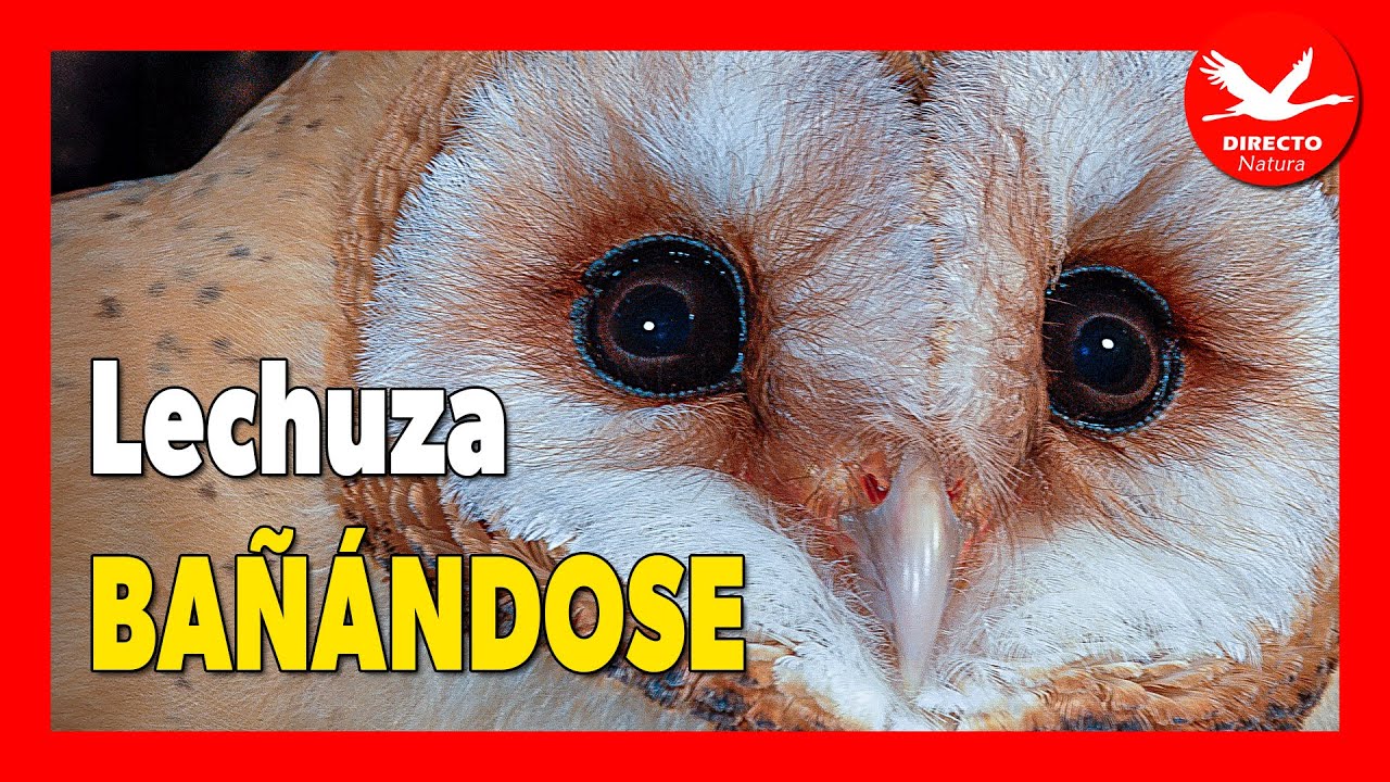 🦉 Lechuza se BAÑA en Plena Ola de Calor 🌙 (Tyto alba)