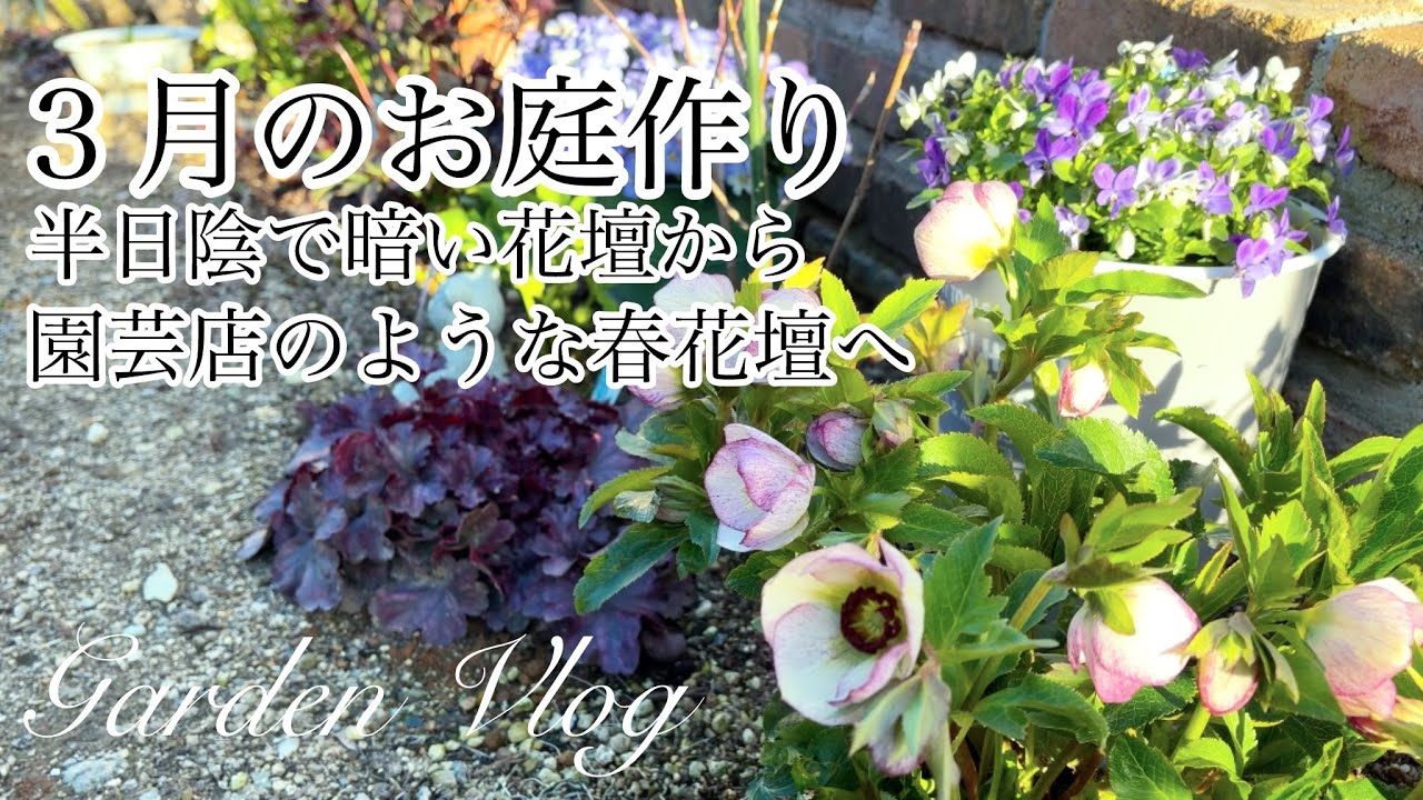 【ガーデニング Vlog】３月のお庭作り／簡単！半日陰でも華やかになる方法／園芸店風クリスマスローズ春花壇／ラナンキュラス