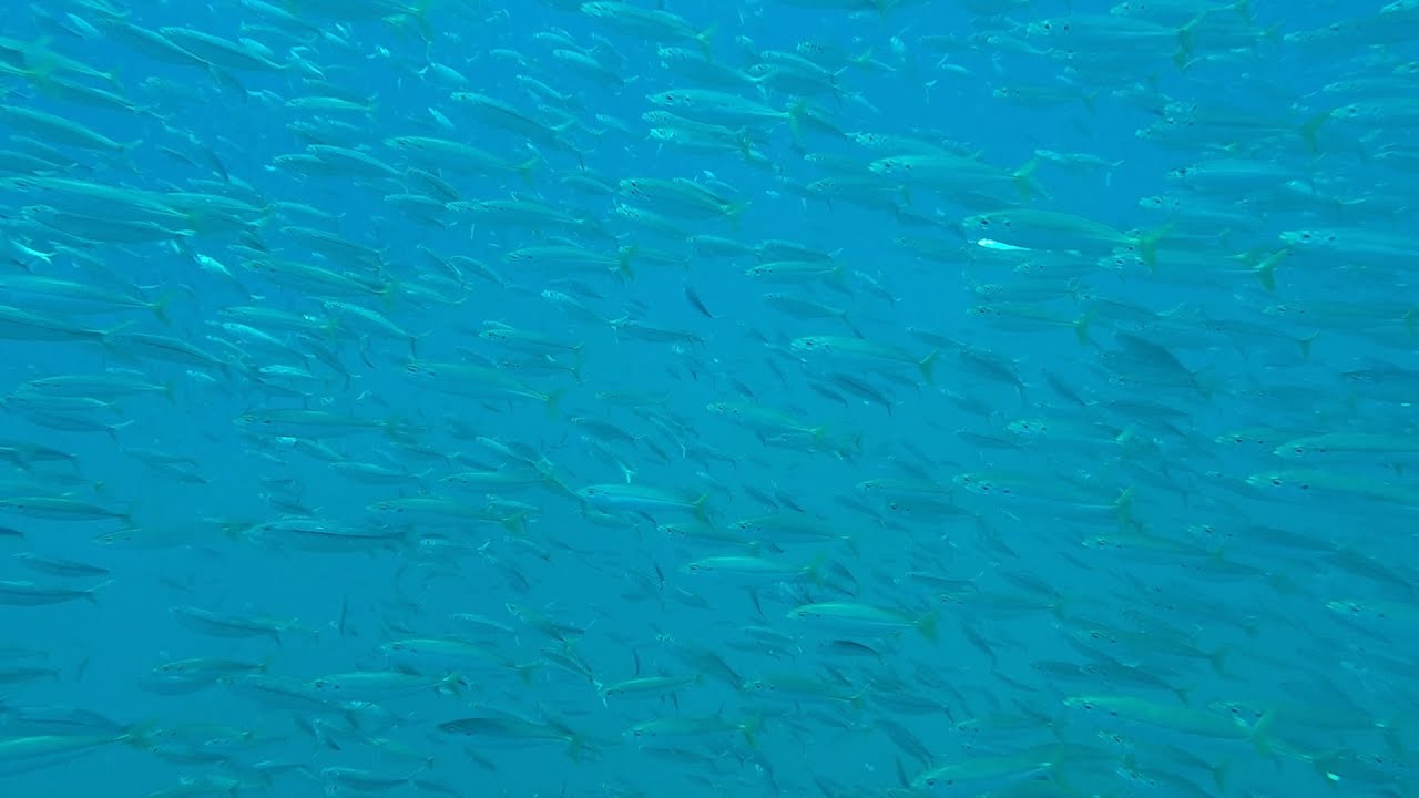 Conservation Wrangler: RGV Reef
