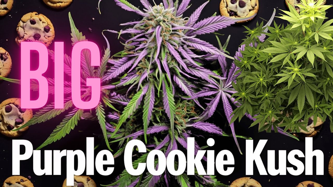 Purple Cookie Kush Feminized Cannabis Seeds &ndash; Overview