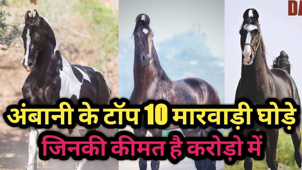 मुकेश अम्बानी के घोड़े | Top 10 Marwari Stallions At Mukesh Ambani Farm House | Mukesh Ambani Horses