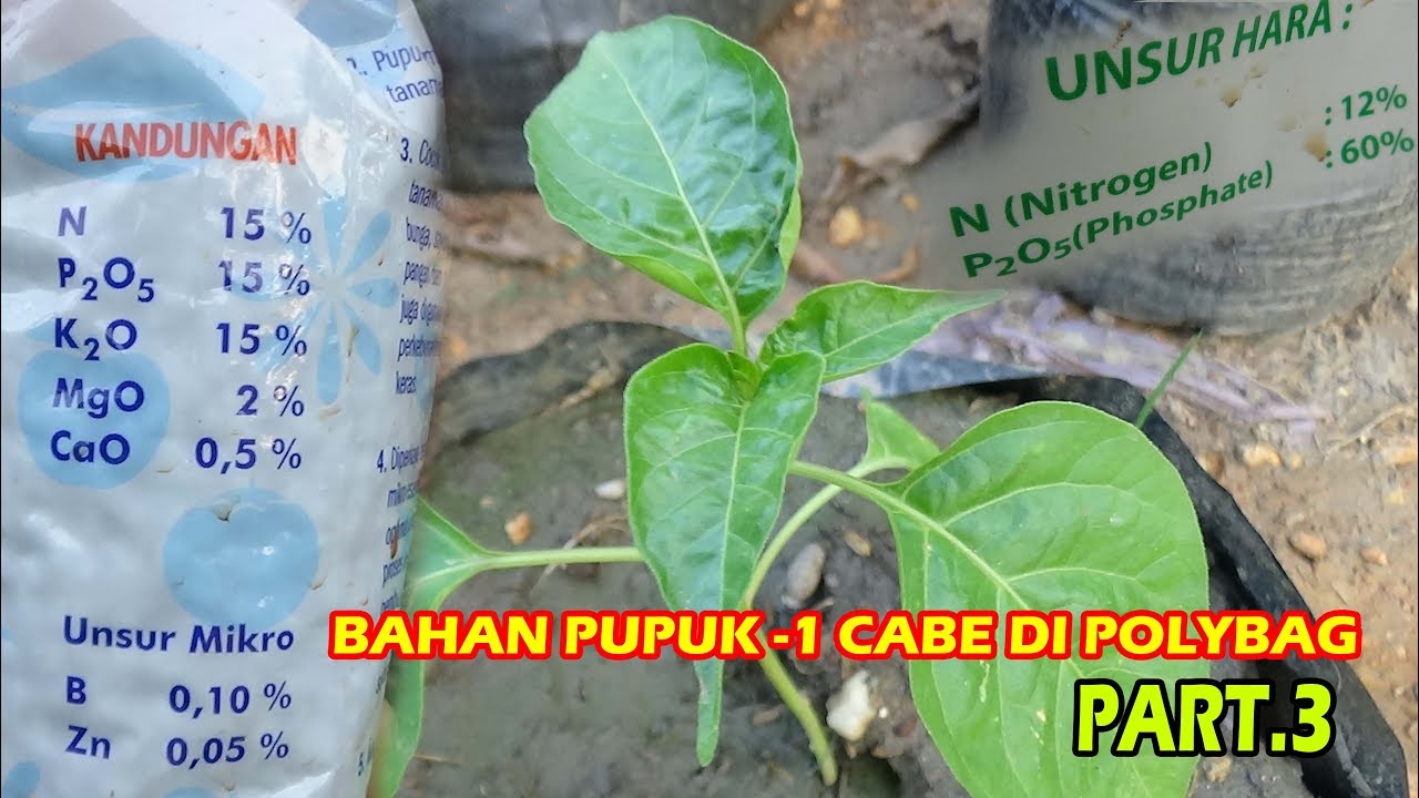 Tutorial Tani Menanam CABE RAWIT Di Polybag (BAHAN PEMUPUKAN PERTAMA)  PART.3