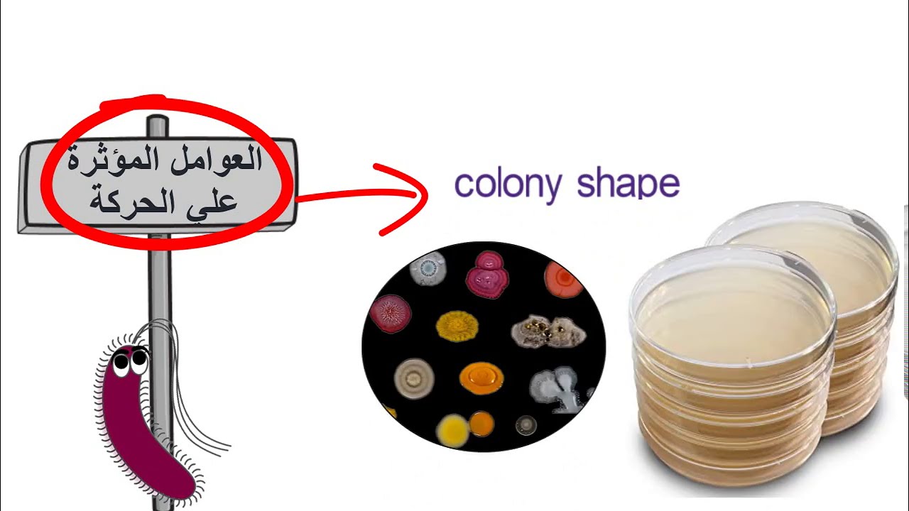 Microbiology: bacterial motility - حركة البكتريا