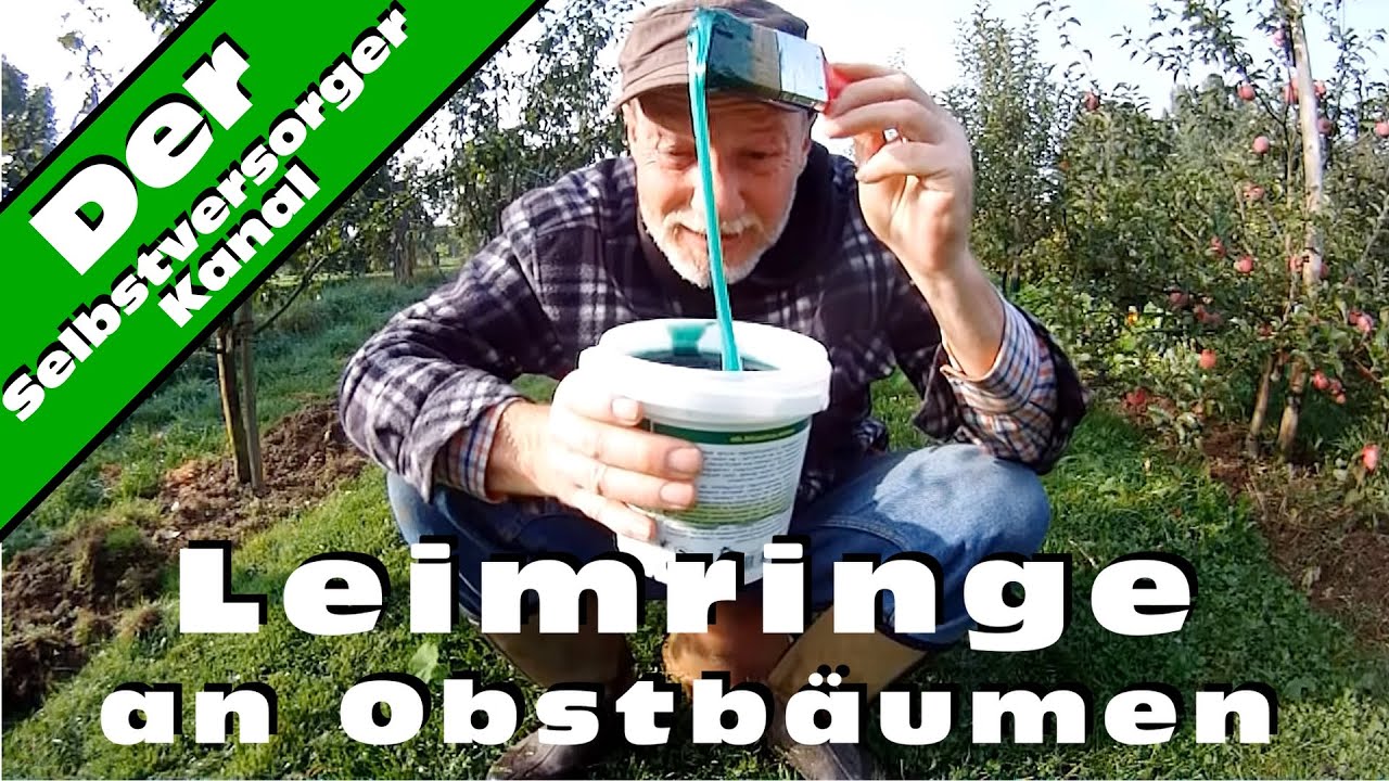 Leimringe an Obstbäumen
