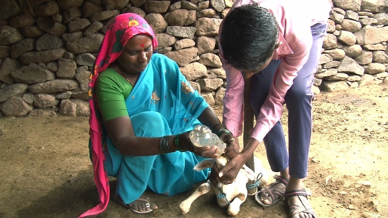 Herbal treatment for diarrhoea (Summary)
