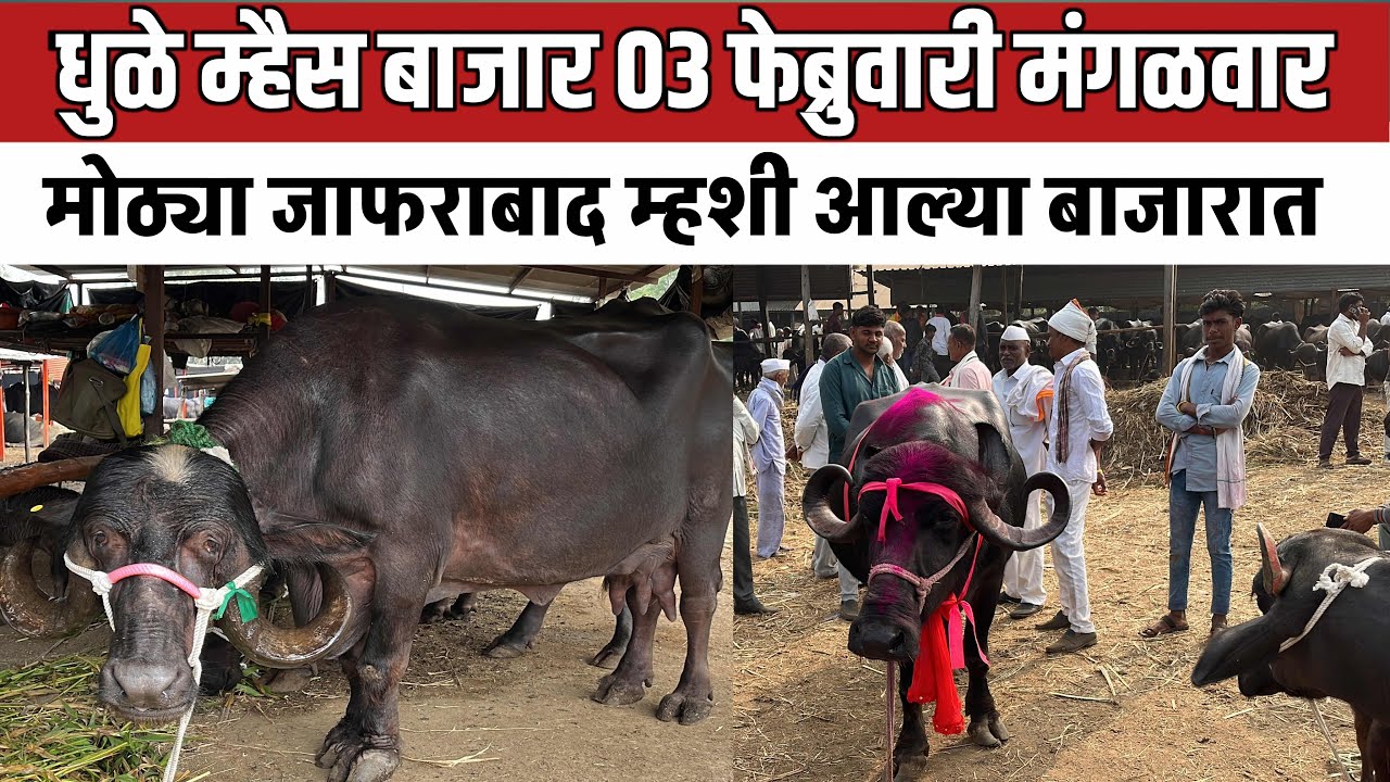 धुळे म्हैस बाजार 🛑 03 फेब्रुवारी मंगळवार | शेतकरी म्हैस बाजार | दावणीचा म्हशी 