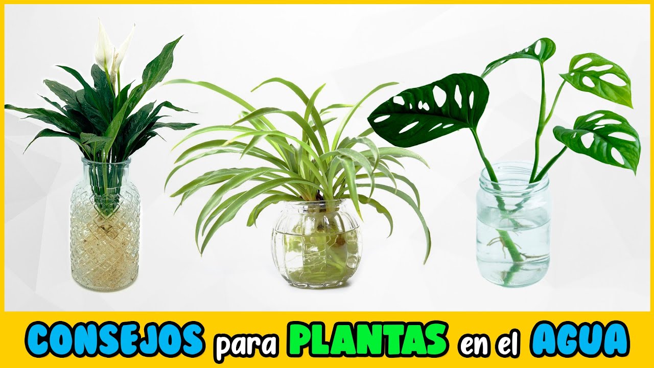 PLANTAS que CRECEN en AGUA y su CORRECTO CUIDADO