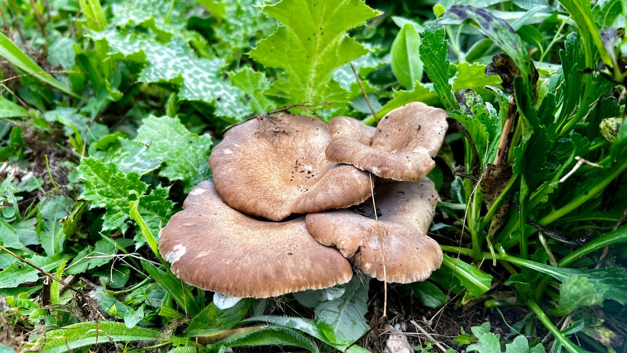 SE LLENA EL SUELO DE SETAS DE CARDO🪷🍄‍🟫