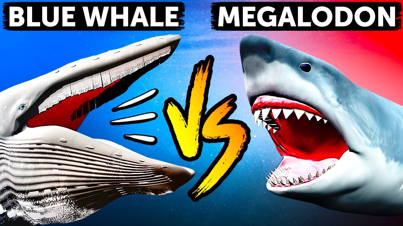 Megalodon vs Blue Whale: Who's the Sea Giant
