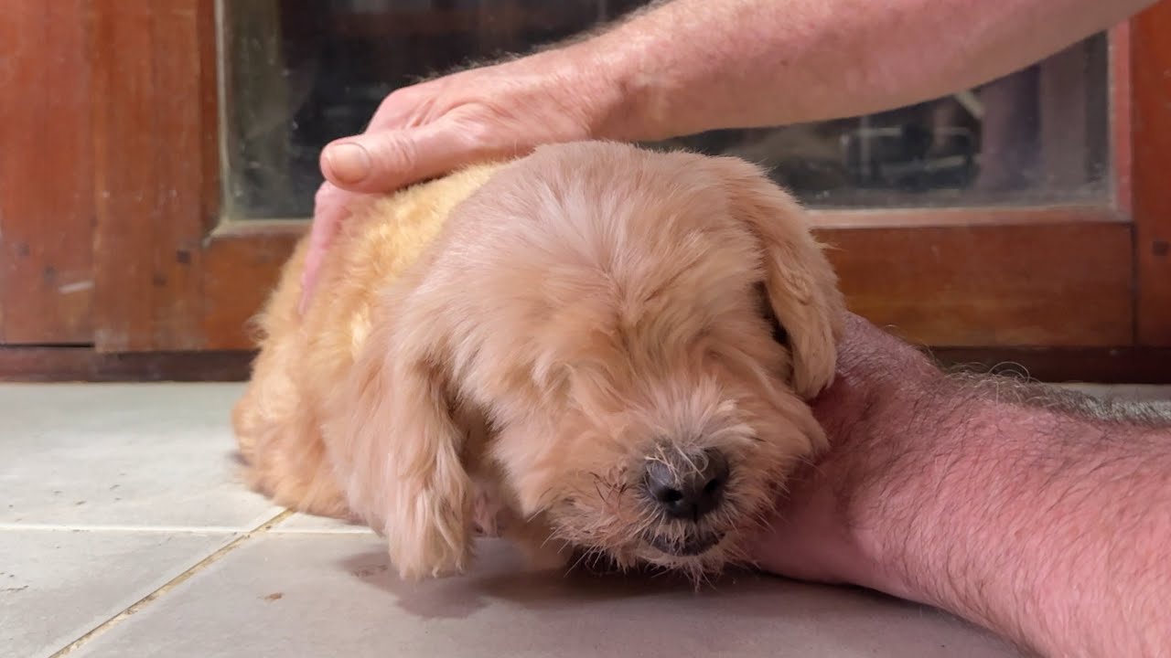 Blind Dog and Cat Adoption from Soi Dog - Thailand