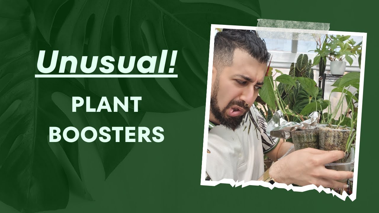 Pushing Houseplant Boundaries: Trying 3 Unusual & Unique Growth Hacks! 🌿📈🔥 | From Leggy to Bushy