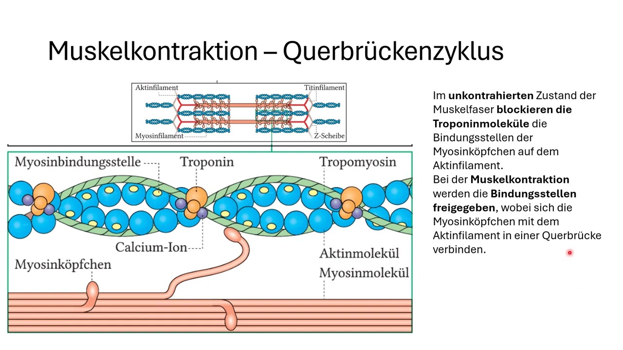 Sportbiologie aktiver Bewegungsapparat Muskulatur