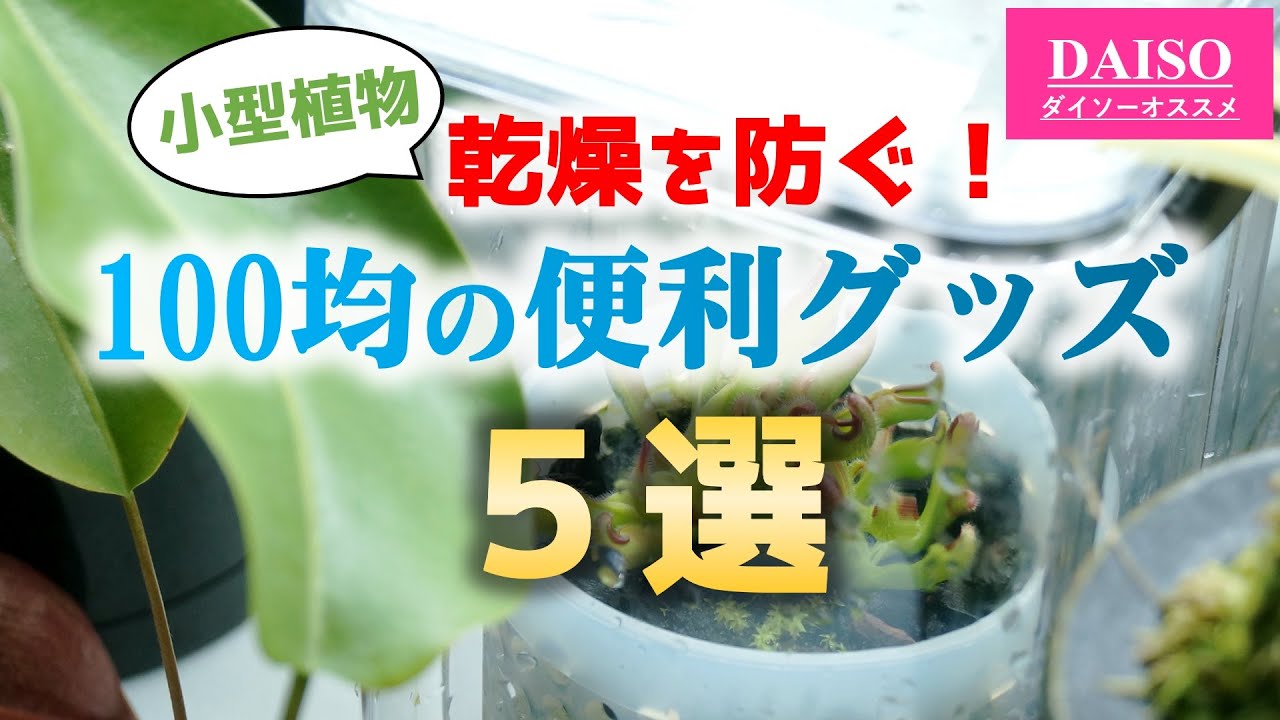 枯らす前に見て…！冬の観葉植物を救う100均神アイテム。「窒息しない？」密閉栽培でも実はグングン育つ秘訣を徹底解説♪