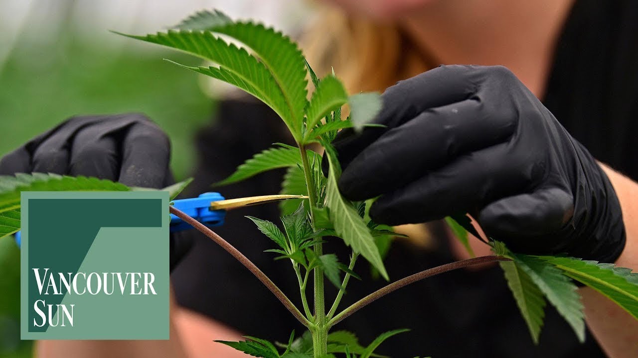 BC Cancer studies potential benefits of cannabis plant extracts | Vancouver Sun