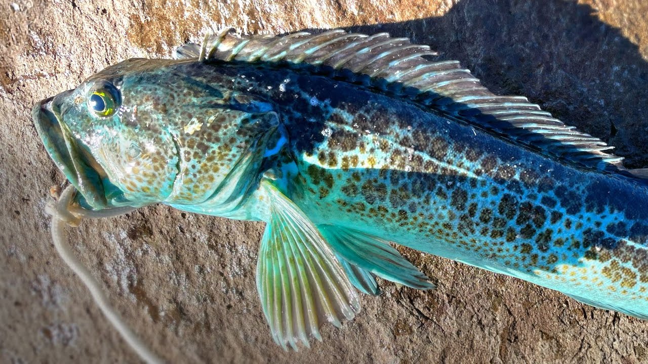 Blue Lingcod | Yaquina Bay North Jetty | 6-28-24