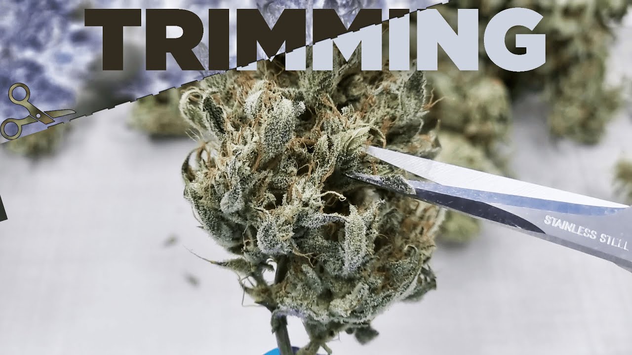 Wet vs Dry Trimming &ndash; Complete Guide on How to Trim and Manicure Marijuana Buds, Weed Flowers