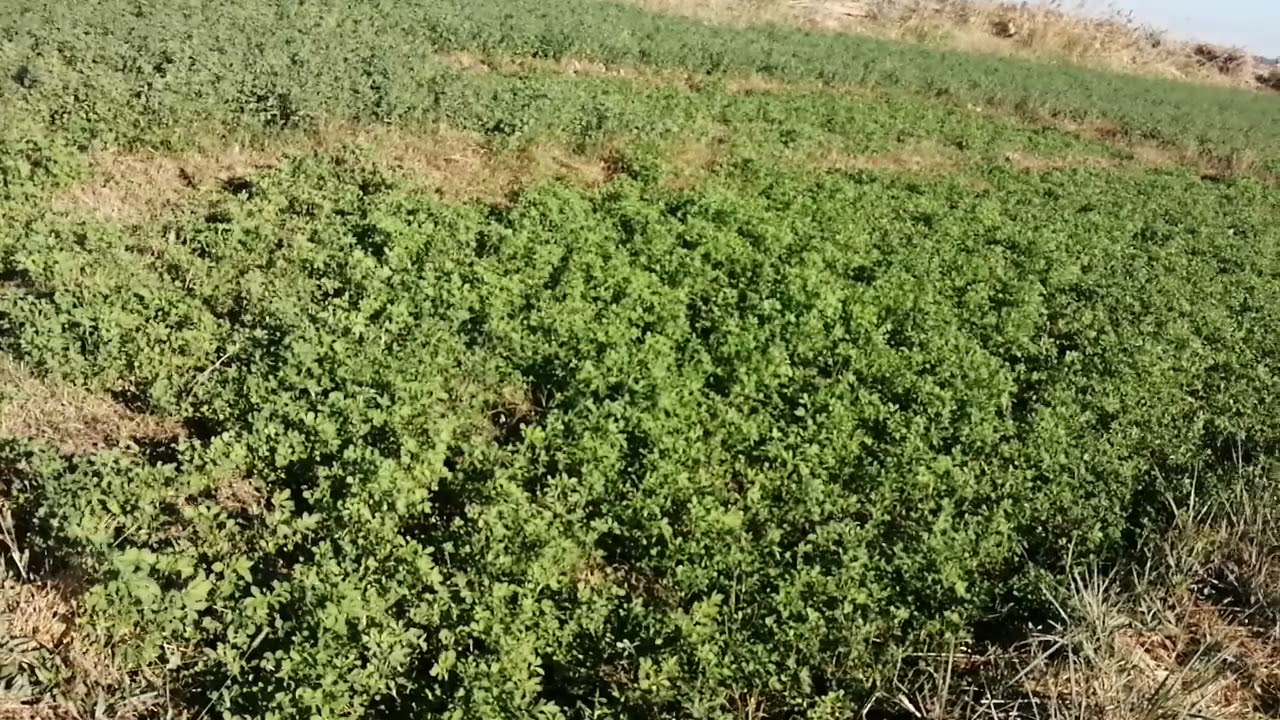 معلومات مهمة بخصوص زراعة الجت والبرسيم