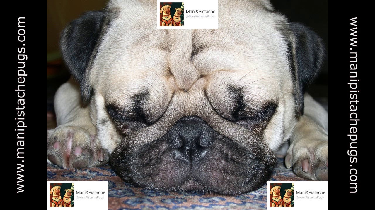 ❤️♫🐶 MÚSICA para DORMIR perros PUG❤️ (rApIdAmEnTe)👈♫❤️♫ 🐶