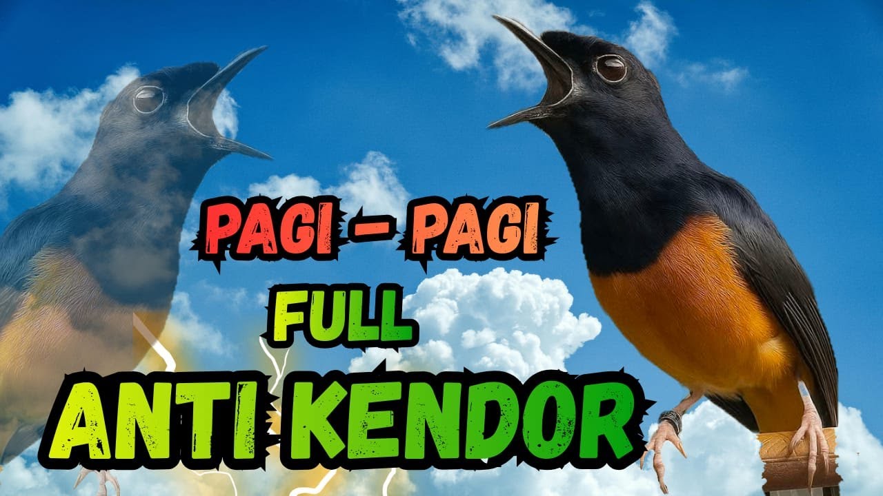 murai batu gacor !! PANCINGAN MURAI BATU GACOR AMPUH JADIKAN MURAI BATU MACET AGAR NYAUT BUNYI