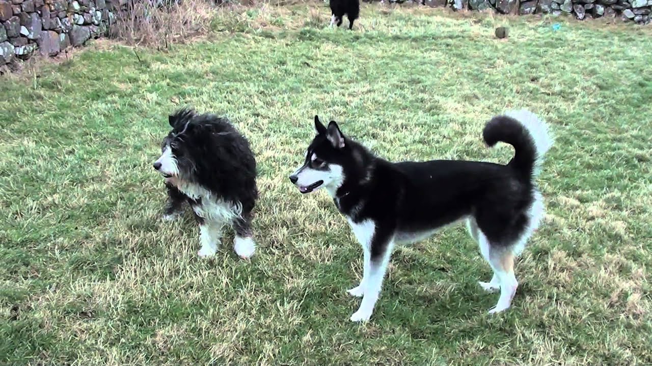Piper and Skye playing in Culkein