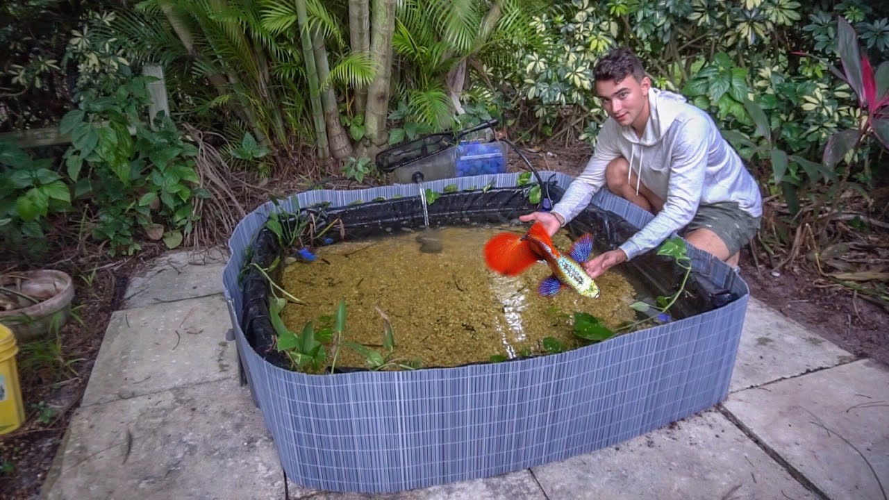 Building My FIRST GUPPY Fish BREEDING POND!