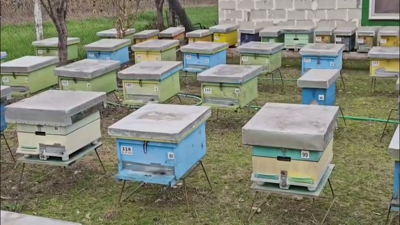 Dimërimi i bletëve, masat kyçe për mbrojtjen e kolonive gjatë stinës së ftohtë