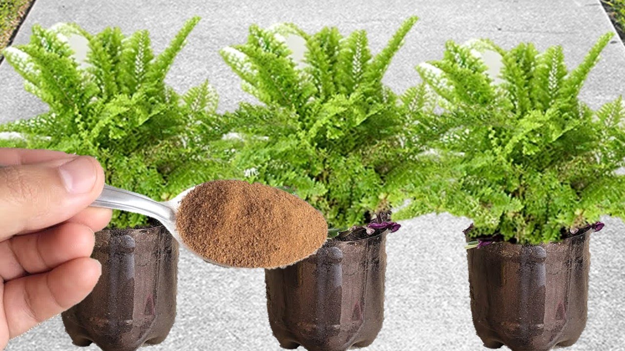 Só 1 colher faz samambaia explodir de tanto crescer (o ano todo)