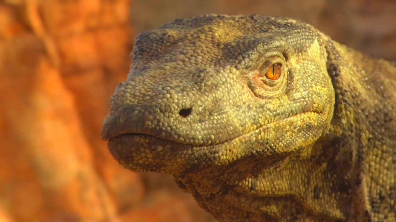 Prehistoric Planet Ice Age [2025] - Megalania (Varanus Priscus, Adult) Screen Time