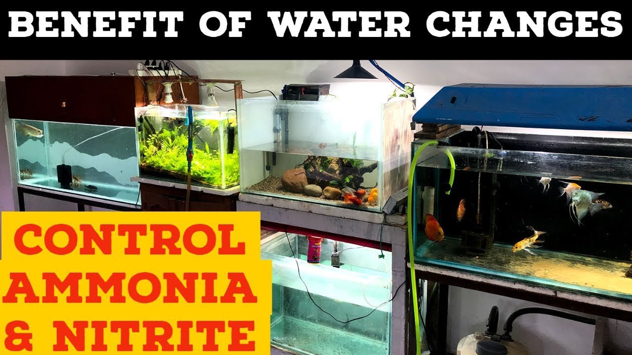 How To Remove Ammonia & Nitrate From Aquarium | Aquarium Water Change Benefits | Ammonia In Aquarium