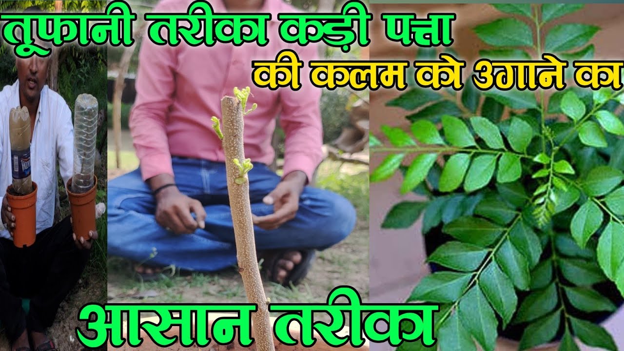 कड़ी पत्ता(मीठी नीम)की कलम कैसे लगाएं,Rn Kushwaha